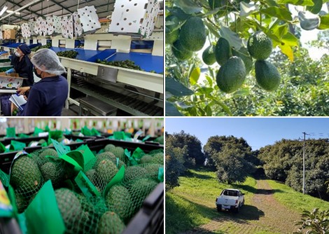 "The relatively low price of avocado continues to drive demand for this fruit in the US" - Vimarsana News