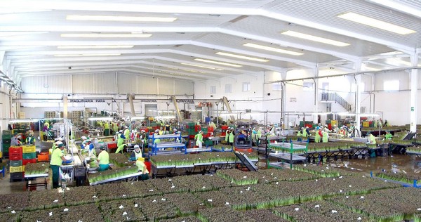 "We are already in the middle of the asparagus season, but with 20-25% fewer volumes" - Vimarsana News
