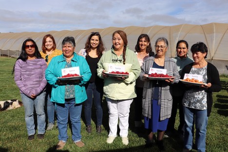 Four new 100% Chilean raspberry varieties - Vimarsana News