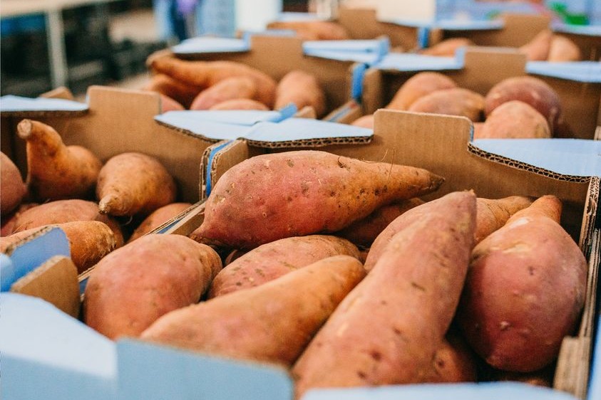"After retail chains check the product, sweet potato discards can increase to 60 or 70%" - Vimarsana News
