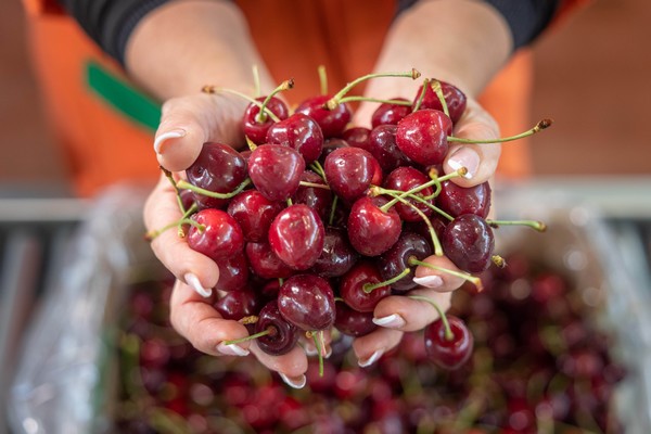 New technology for the detection of pips in fresh and frozen cherries - Vimarsana News