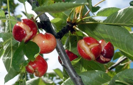 A large part of the cherry harvest in the Jerte Valley was damaged by the rains - Vimarsana News