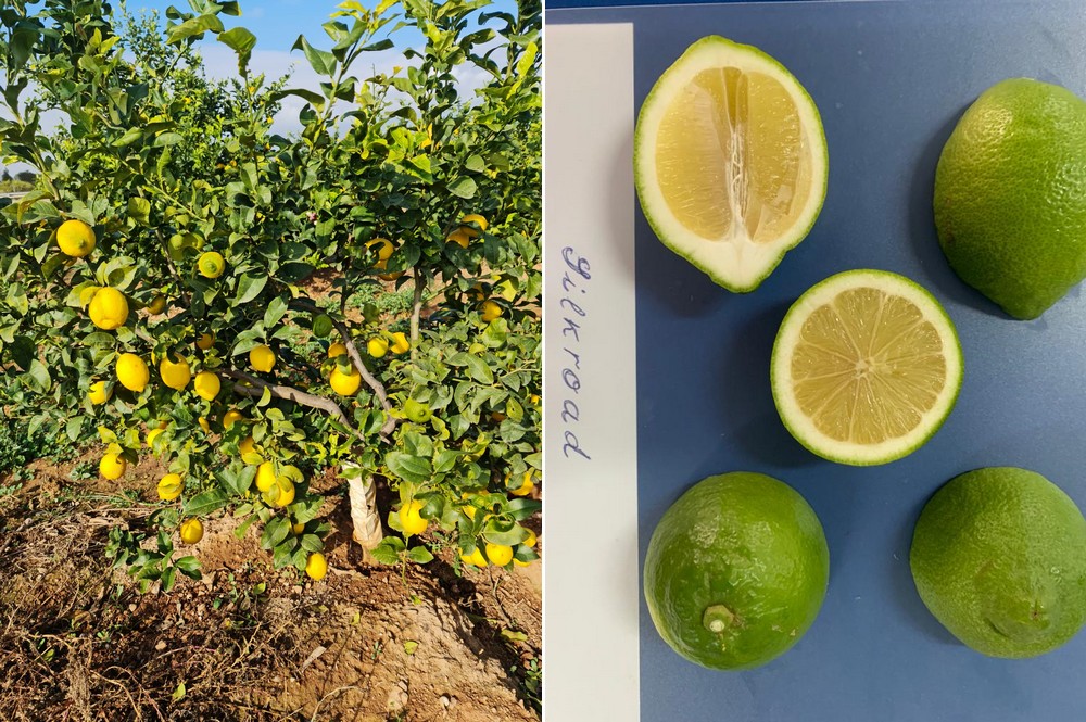 Lemon fino - Exports of lemons - Snature Citrus Murcia