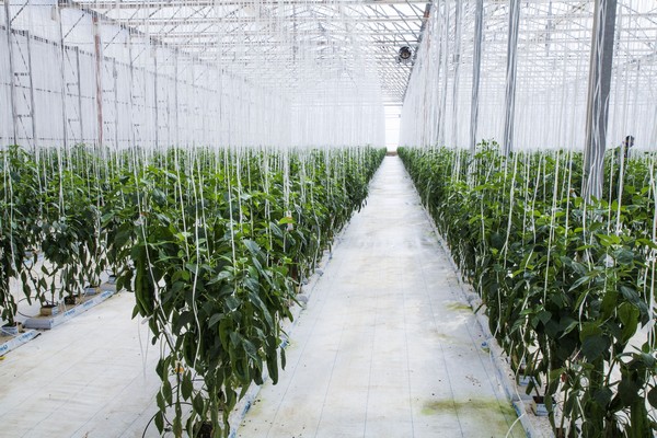 "We'll need to establish a very powerful alert mechanism to keep the 'Parvispinus Thrips' at bay" - Vimarsana News