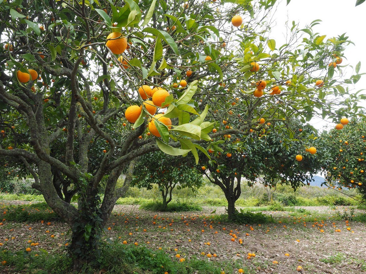 Sumo Citrus® Returns, Readies For Historic 2023 Season With Largest Crop On  Record