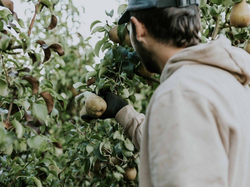 The Peras de Rincón de Soto PDO begins its campaign with a harvest forecast of 25 million kilos - Vimarsana News