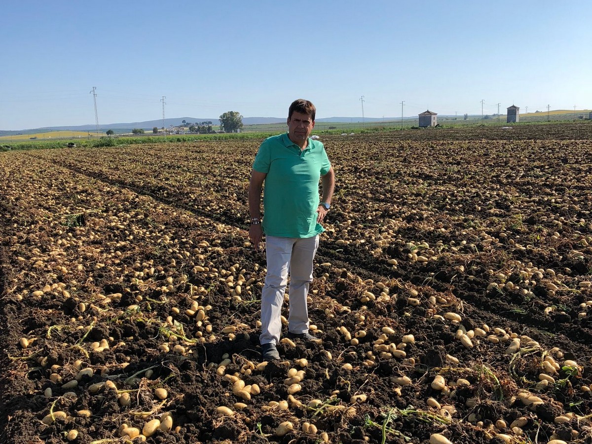 "At the moment there are shortages in the potato market" - Vimarsana News