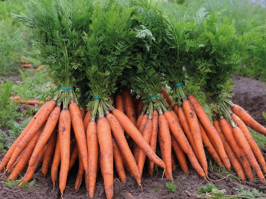 Le vendite riflettono la crescita della domanda di carote a mazzi