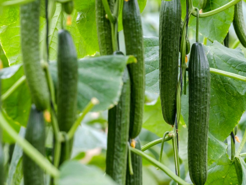 "In the last year, Egypt has entered the European market, especially with its peppers and cucumbers" - Vimarsana News