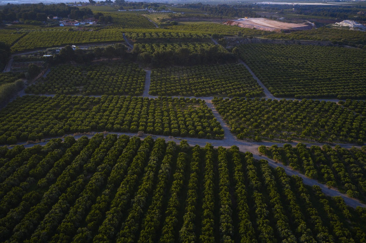 Sumo Citrus doubles harvest and expands distribution in 2023 season