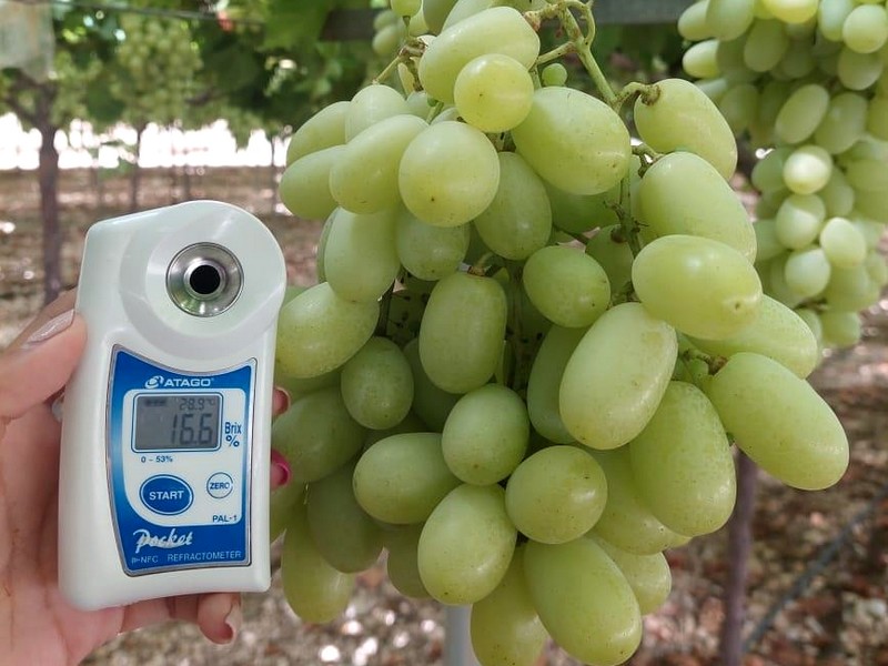 Greek producers are illegally producing and marketing the Blanc Seedless grape variety - Vimarsana News