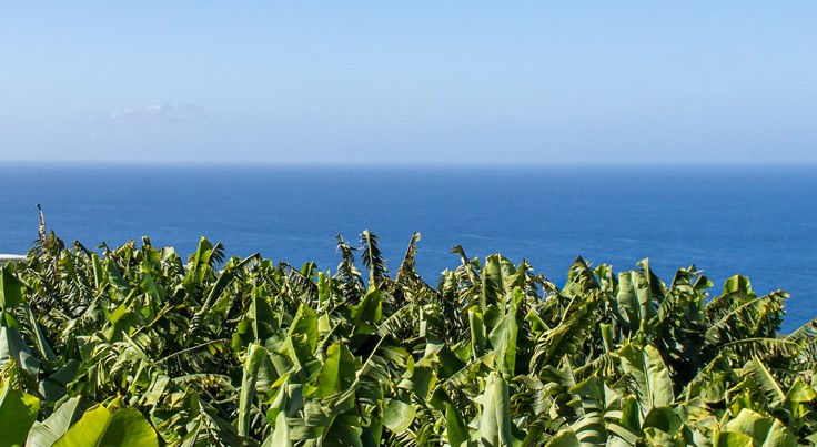 "Fortunately, our banana yields are back to the levels prior to the volcano eruption" - Vimarsana News