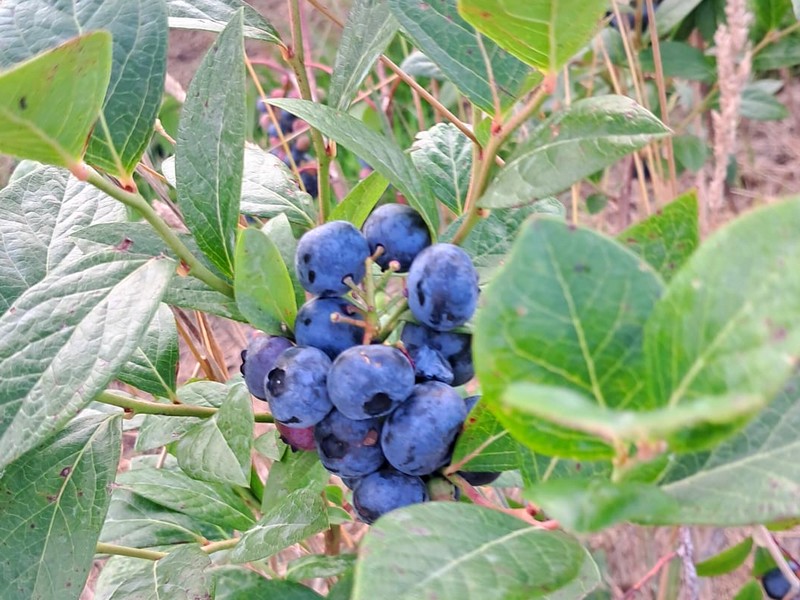 "The market should be flooded with blueberries right now and, instead, there is a significant shortage" - Vimarsana News