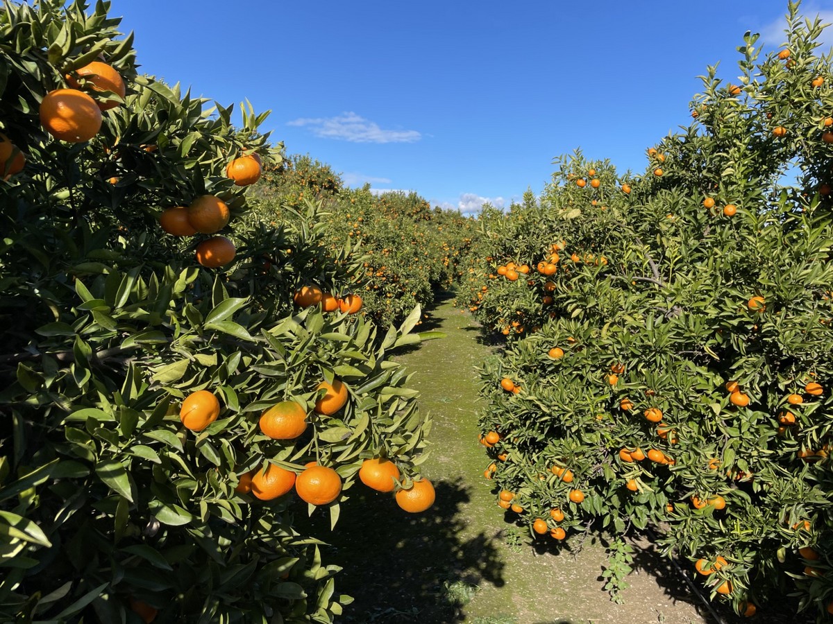 Sumo Citrus to Harvest Its Largest Crop - Citrus Industry Magazine