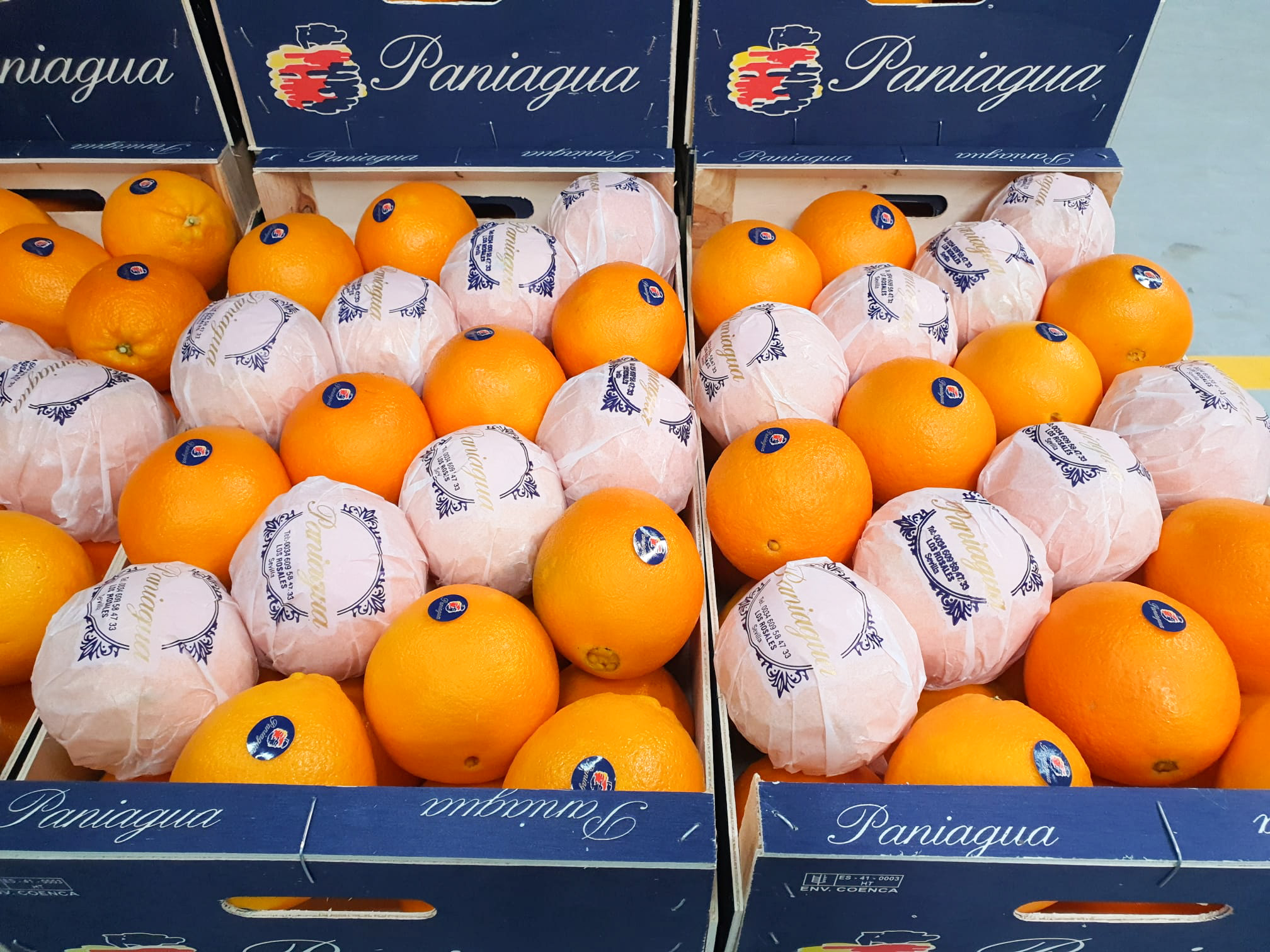 Navel Orange Egyptian Fresh Citrus best Price & High Quality