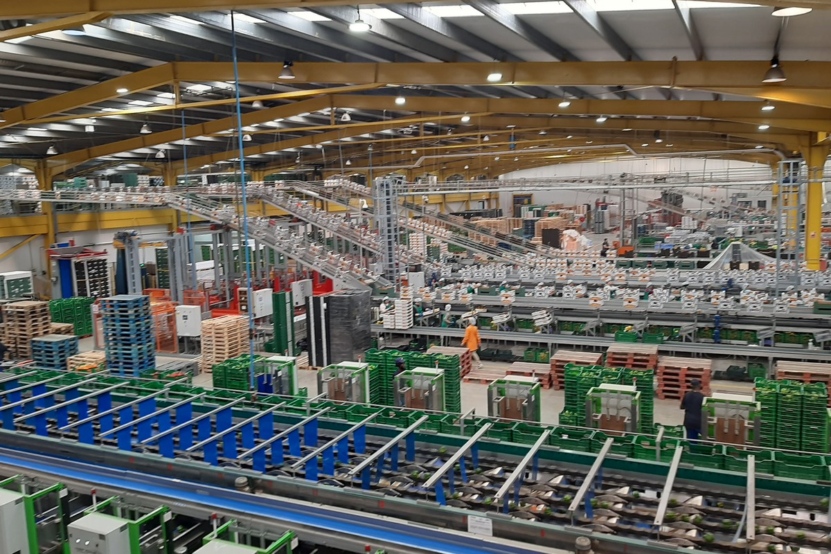 New fruit and veg freezing plant inaugurated in Almeria