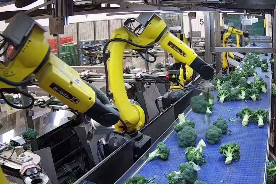 Tekort aan Spaanse broccoli en bloemkool verwacht vanaf week 12