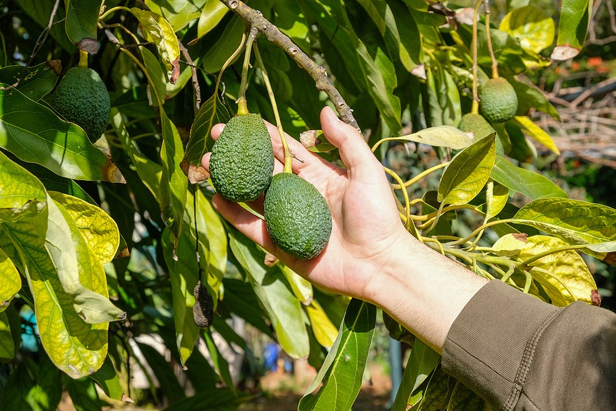 Despite the frost, Michoacán guarantees avocado production for Super Bowl 2024 - Vimarsana News