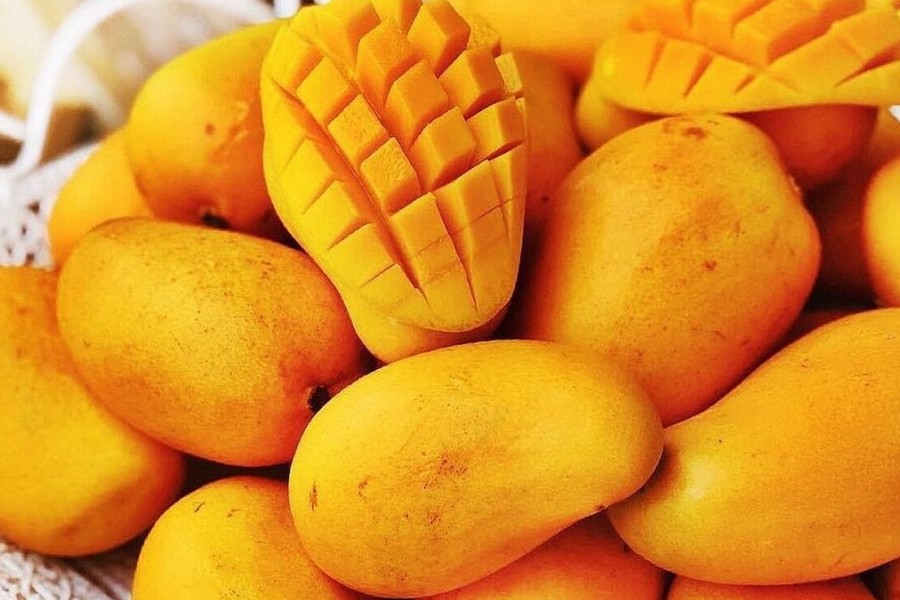 Mexico produced a record volume of mangoes in 2023 - Vimarsana News