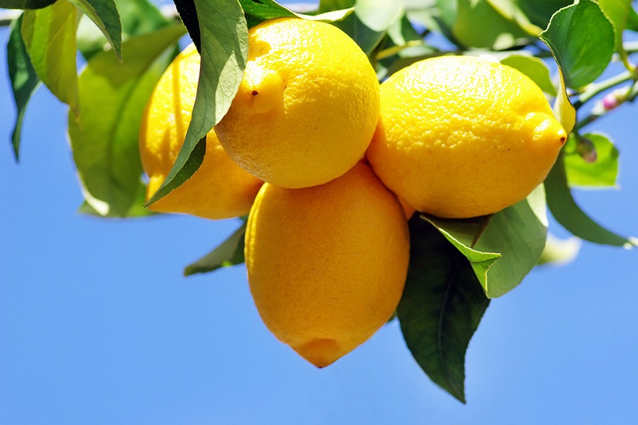 "This is possibly a good time to reflect on the impact of new lemon plantings" - Vimarsana News
