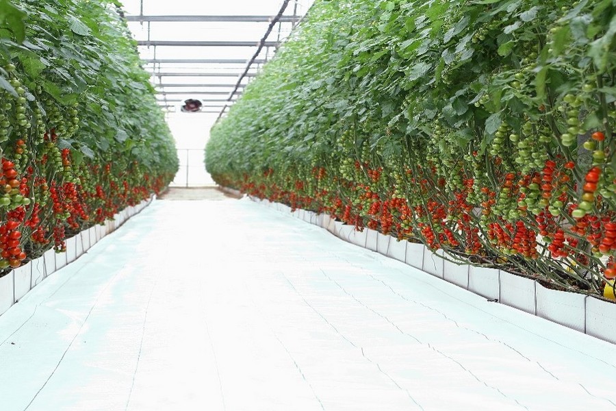 Moderne kassen en verwarming moeten tomatenseizoen verlengen tot mei