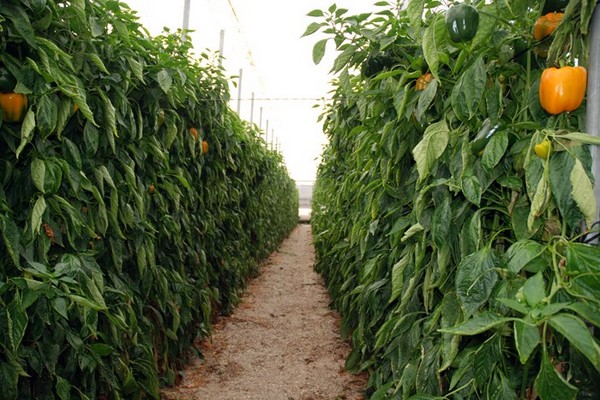 "Today we are making the first shipments of peppers to the United States, following the reopening of the market" - Vimarsana News
