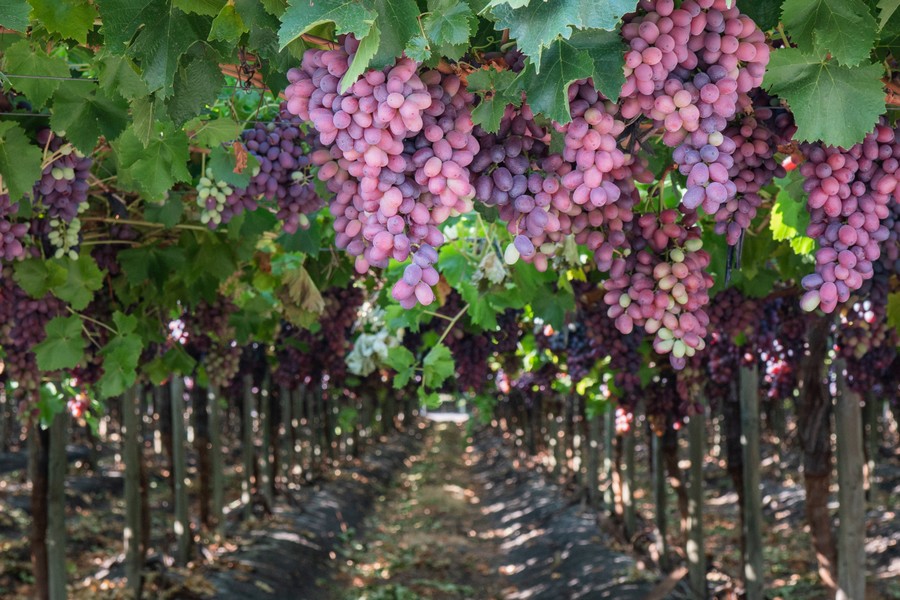 "New varieties will account for 64% of all Chilean table grape exports" - Vimarsana News