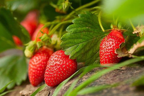 "The lack of water could cause Spanish strawberries to lose a commercial window that will be difficult to regain" - Vimarsana News