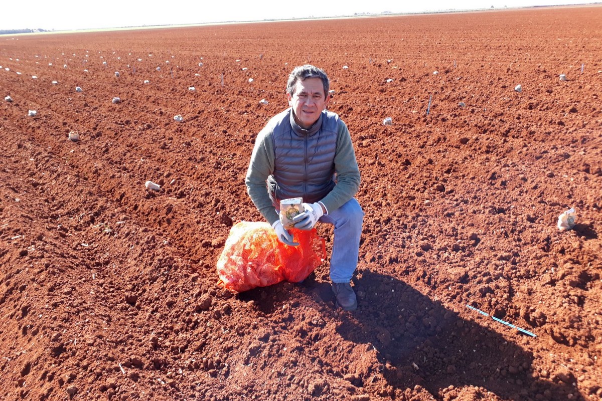 Potato planting comes to a close in Seville with lower acreage and higher  costs due to product scarcity