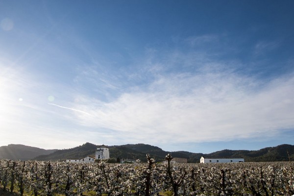 Cherry blossom starting about 15 days early in the lower areas of the Ebro Valley - Vimarsana News
