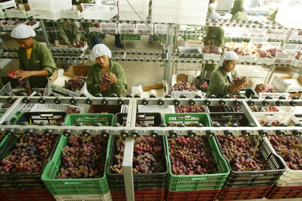 Peruvian table grape exports increased by 40% in the first quarter of the campaign - Vimarsana News