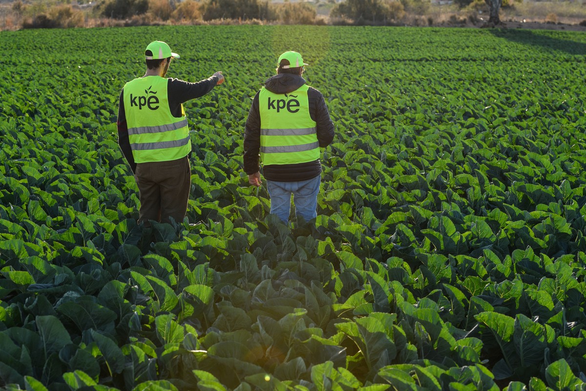 Снижение урожая капусты в Испании из-за дождей и вредителей