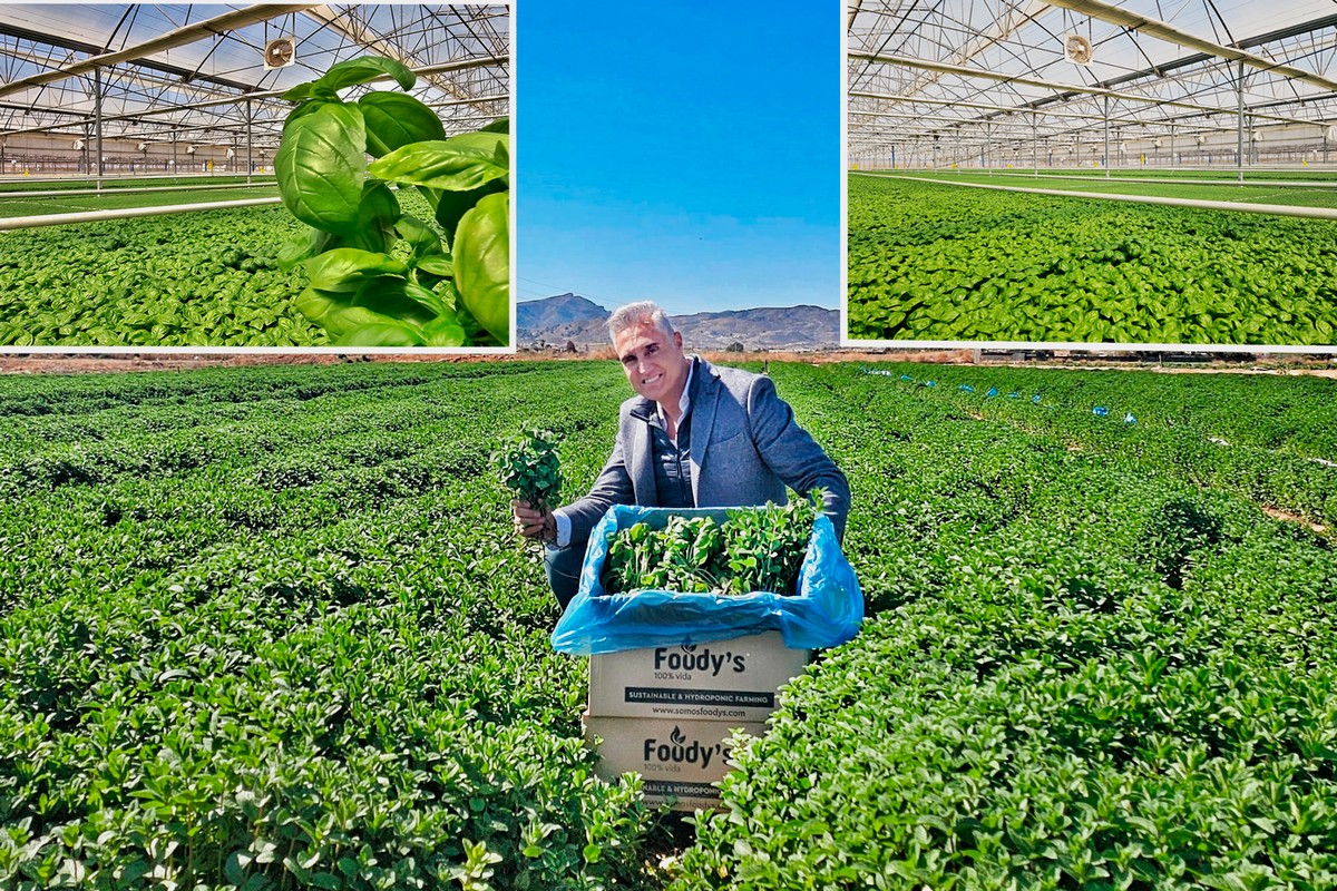 Spain s leader in hydroponic basil production announces