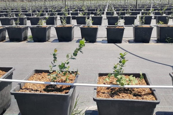 "Reusing up to 40% of the irrigation water in blueberry growing' - Vimarsana News