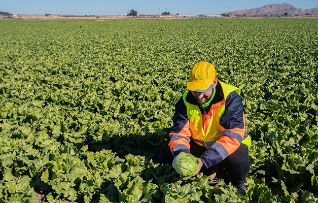 "The low prices of first-class vegetables have led to a 15-20% drop in the consumption of processed products" - Vimarsana News