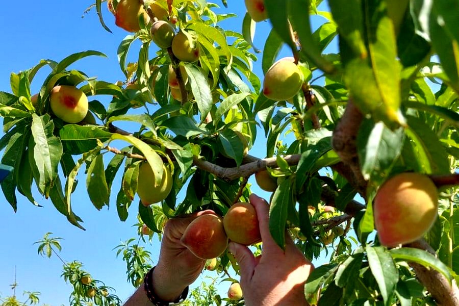 Spaanse bio-export vervijfvoudigd in tien jaar tijd