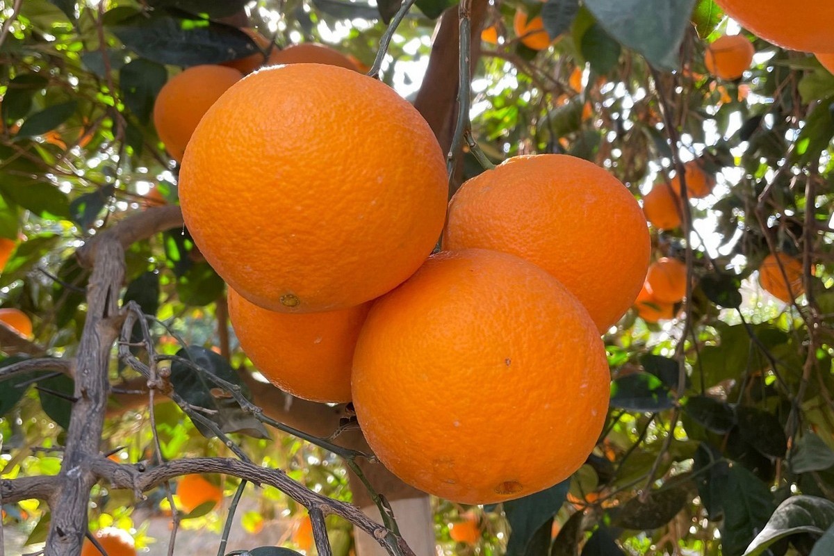 "Spanish oranges are highly appreciated in the European market. They just don't want to pay for them" - Vimarsana News