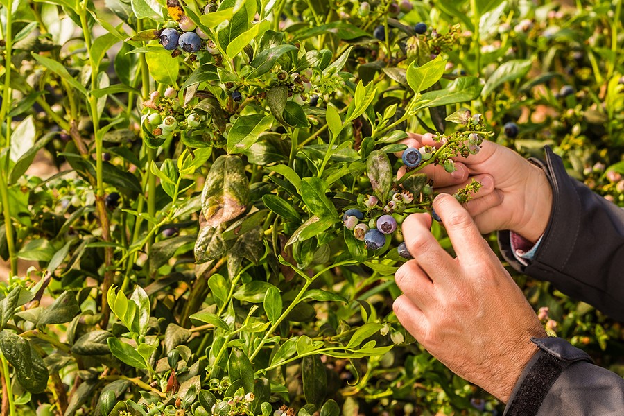 Uitgekiend rassenpakket maakt blauwe bessenoogst van november tot juni mogelijk in Huelva