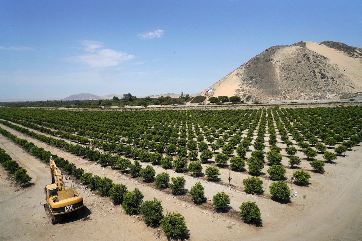 Peruvian fruit exporters are increasingly focusing their attention on China, often at the expense of Europe - Vimarsana News