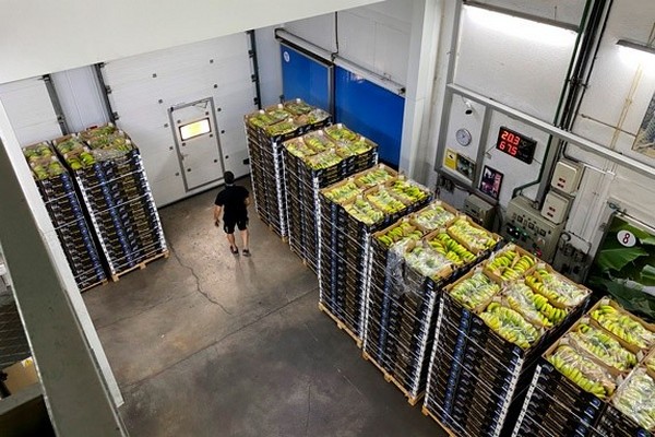 Aanbod Canarische bananen historisch laag, prijzen lopen op