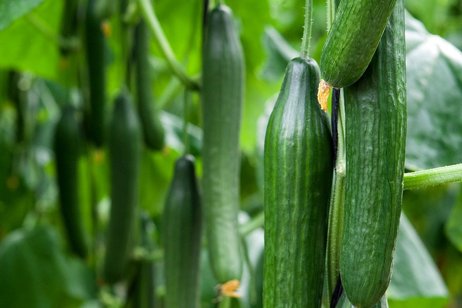 "With the forecast drop in temperatures, we expect Dutch cucumber prices to improve rapidly"