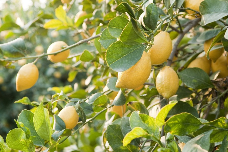 Spaanse biologische citrussector blijft groeien ondanks moeilijke markt