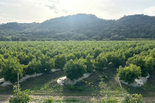 Avocadomarkt krap door noodweer in Spanje en Marokko, prijzen lopen op