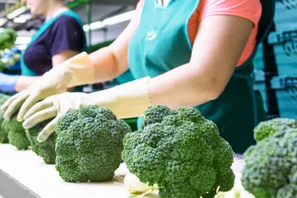 Nog een maand tekort aan Spaanse broccoli en bloemkool