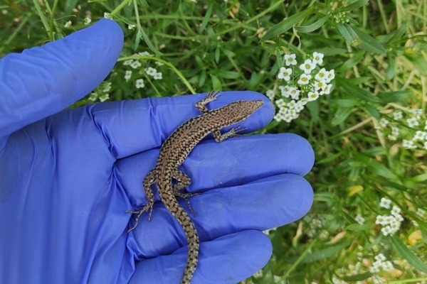 Ifapa is studying using reptiles for biological pest control in Almeria's greenhouses