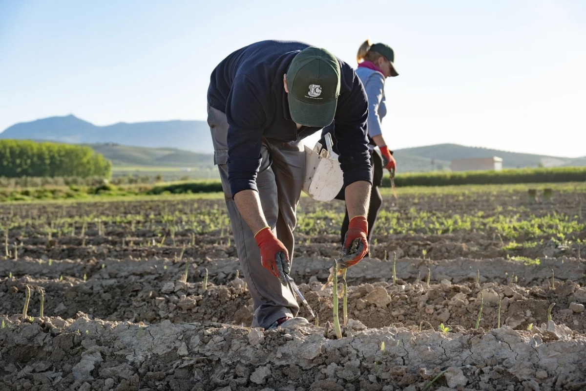 "We ramen het oogstverlies in de Zuid-Spaanse aspergeteelt op 5 à 10%"