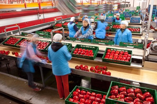 Komkommerprijzen bereiken recordniveau door kleinere oogst Almería