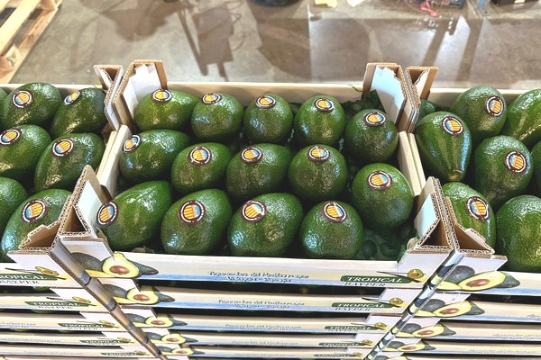 Vroeg oogsteinde Hass avocado's in Valencia, prijzen blijven hoog