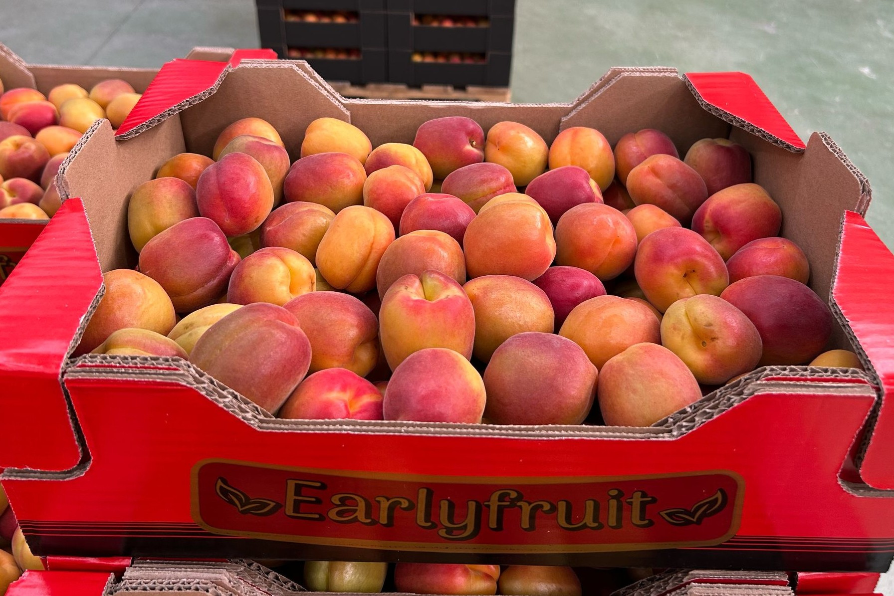 "Fors minder halfvroege abrikozen uit Murcia"