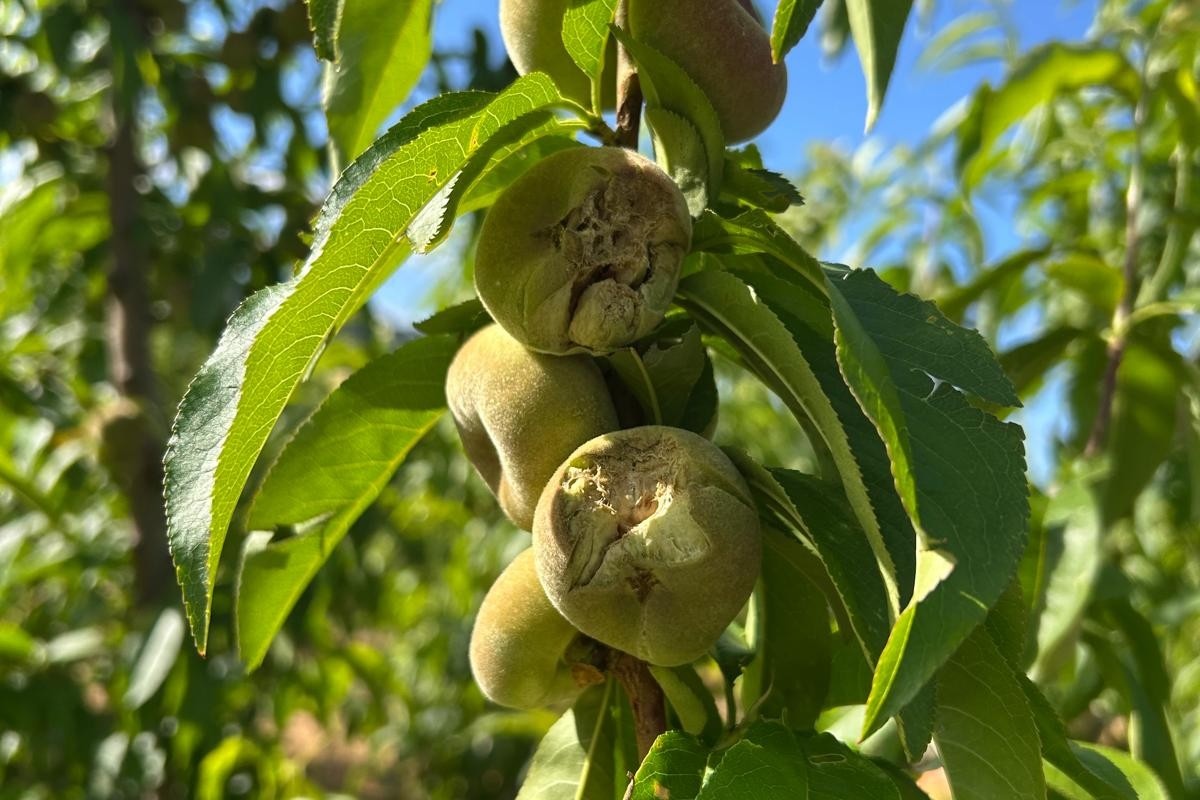 "Door hagel gat in het steenfruitaanbod half juni"
